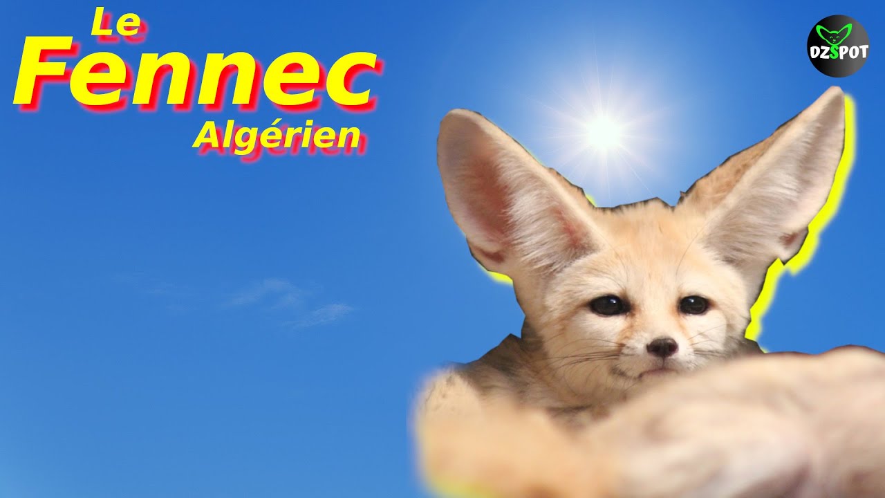 Animaux Sauvages: Le Fennec Du D&eacute;sert Alg&eacute;rien ثعلب الصحراء