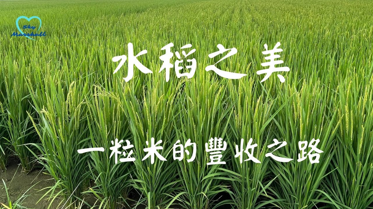 水稻之美：一粒米的豐收之路
