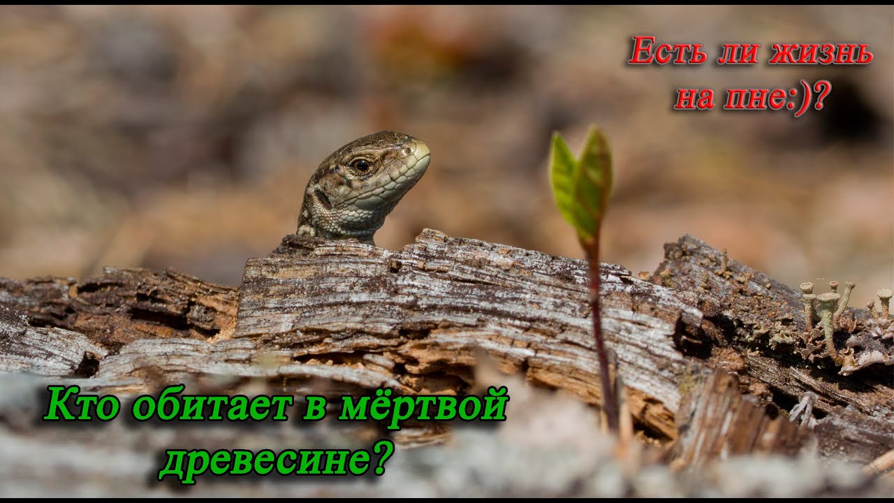 Жизнь мёртвой древесины.