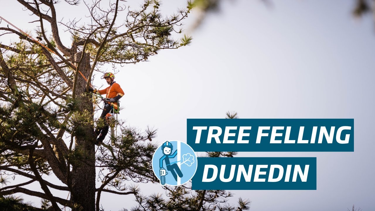 Tree Felling | Dunedin Botanic Gardens