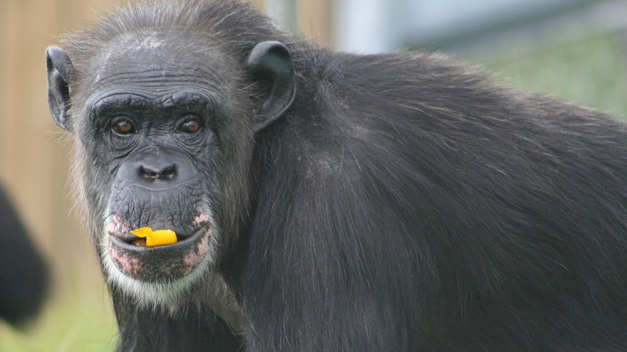 Get to Know Rebecca - Save the Chimps