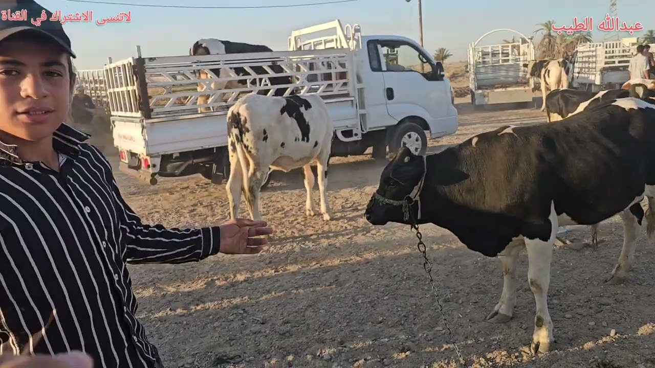سوق البقر في الانبار قضاء الفلوجه 2024/9/16