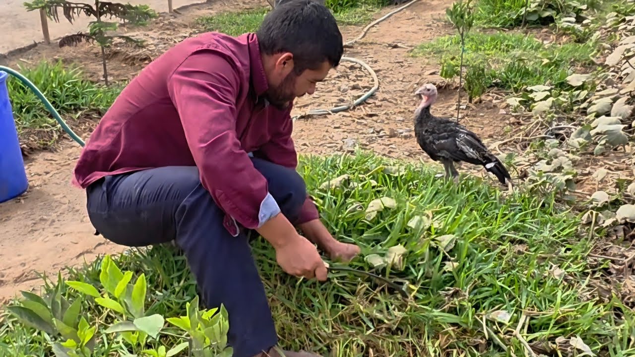 CORTANDO EL PASTO PARA LAS OVEJAS 🐑🐚☘️🌿🦃🇮🇱🔥