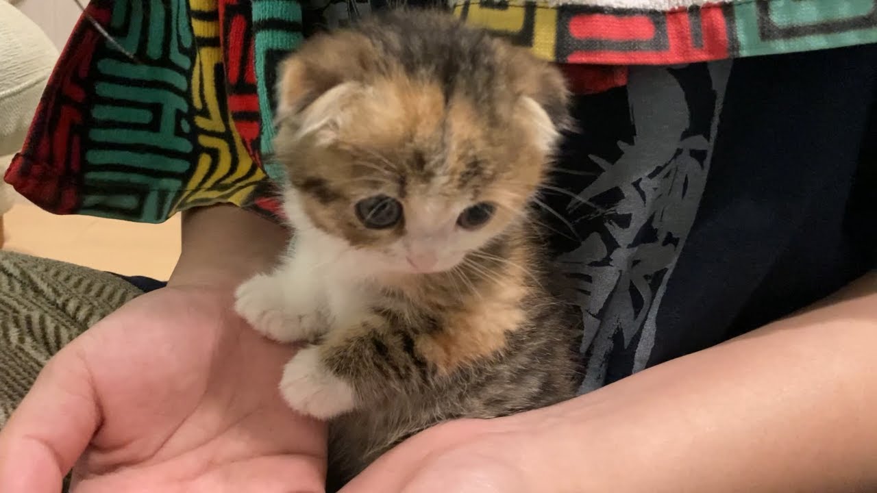 はじめて子猫を迎えた初日の夜がこちらです・・・