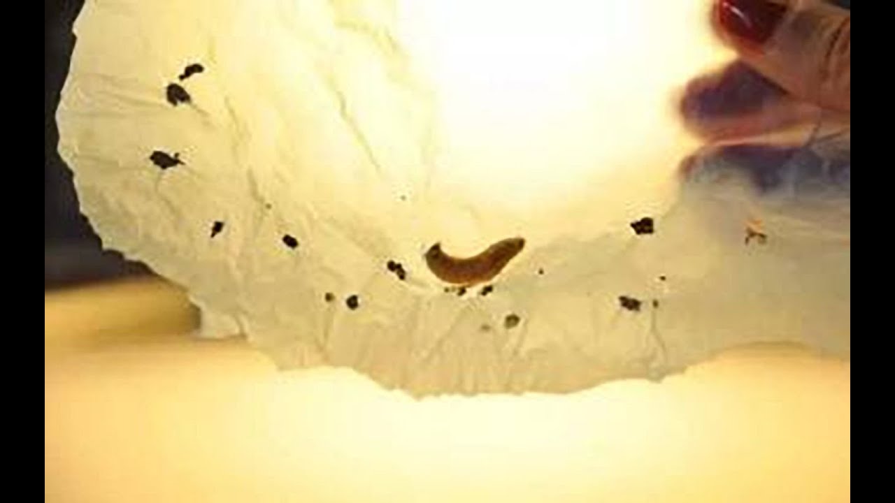 塑料降解不再是難題？科學家發現一害蟲能分解塑料