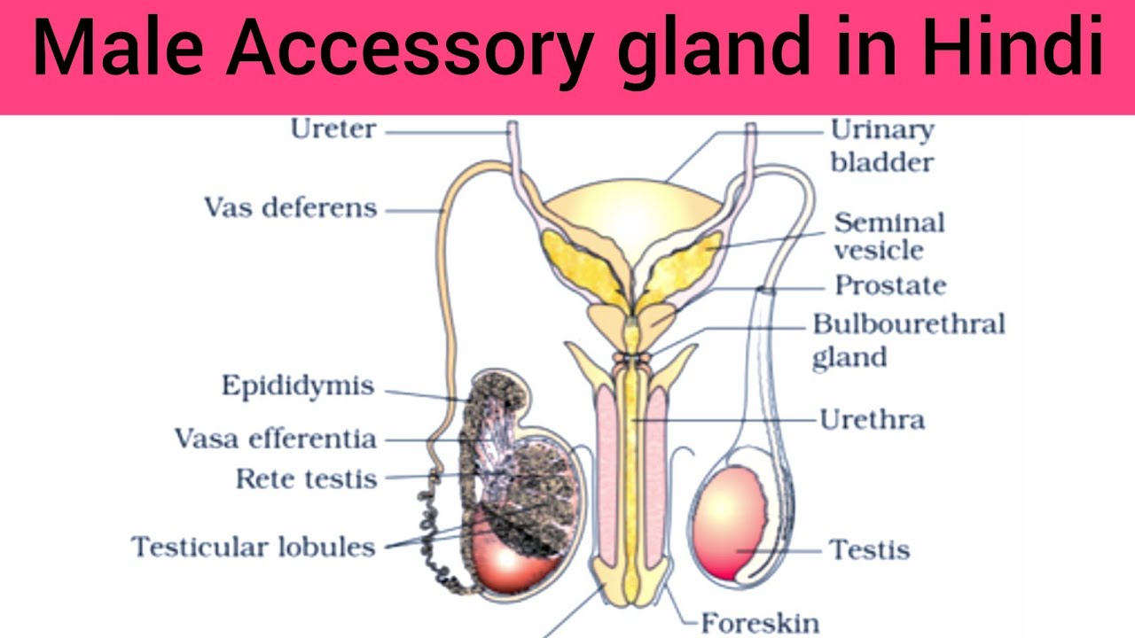 Accessory Gland in Male Hindi | Accessory Gland Seminal Vesicles, Prostate, Bulbourethral gland