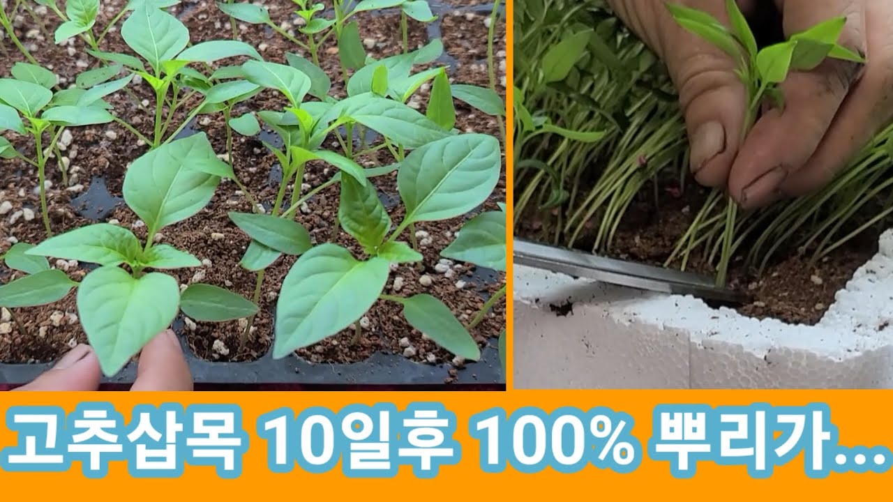 고추삽목 10일후 뿌리가 100%...? 성공실패?