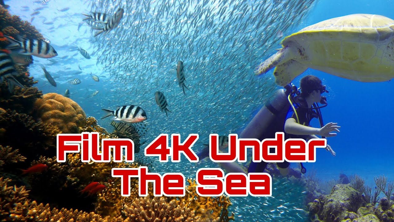 Flim 4k Under The Sea (Ultra HD)|| Scuba Diving Video || Ocean Fish 🐠🐟