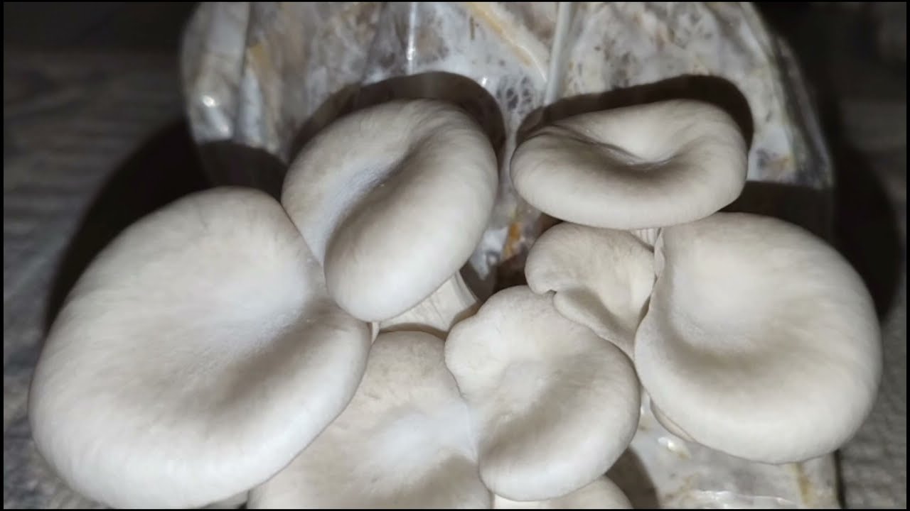 Mantar Tohumu Hediyeli Video 🍄 #işbirliği #mantarmiseli.com