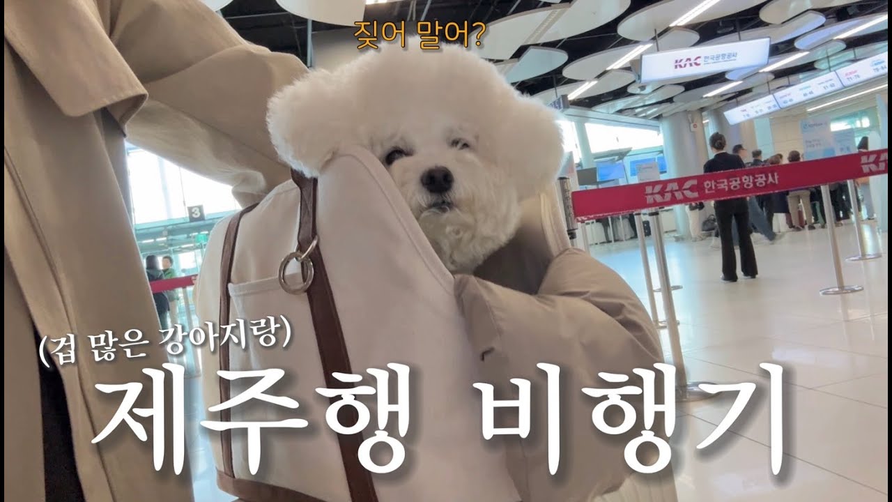 강아지랑 둘이서 제주행 비행기 타기✈️(NO렌트, 5만원대 가성비 숙소)
