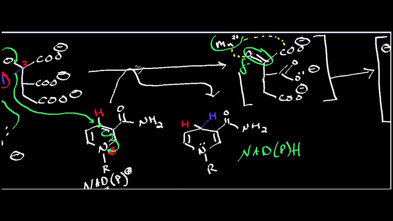 Biochemistry | Isocitrate Dehydrogenase Mechanism
