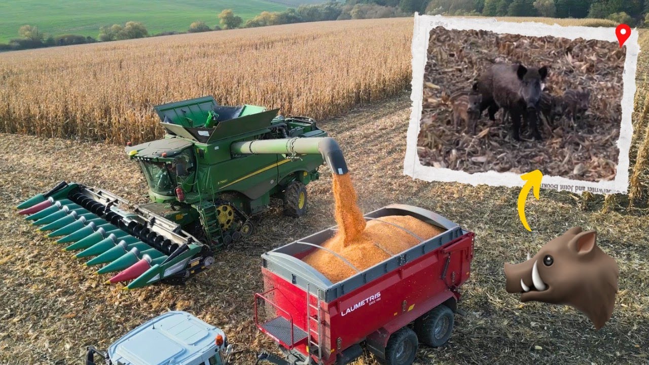 Sklizeň zrnovky a vyh&aacute;n&iacute;me prasata z kukuřice! 🌽🐗🔥 | Zrnovka 2025