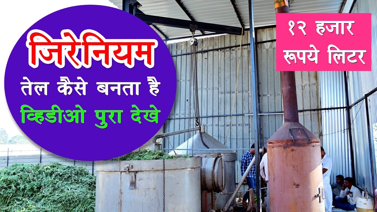 Geranium Oil plant | जिरेनियम तेल कैसे बनता है | Geranium oil distillation plant in Hindi #geranium
