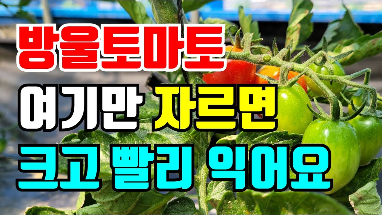 방울토마토 익어갈때 곁순말고 여기를 잘라주면 크고 맛있게 익는 토마토를 드실수 있어요.