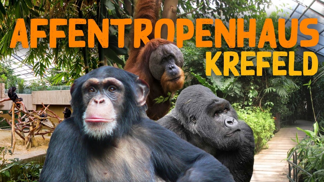 Das Affentropenhaus Krefeld und die Pläne für den neuen Affenpark