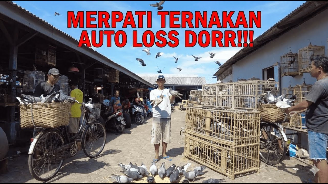 ADA MERPATI TERNAKAN DIJUAL DI PASAR,AUTO TES TERBANG!!! #merpatirumahan #merpatiku #merpatibagus