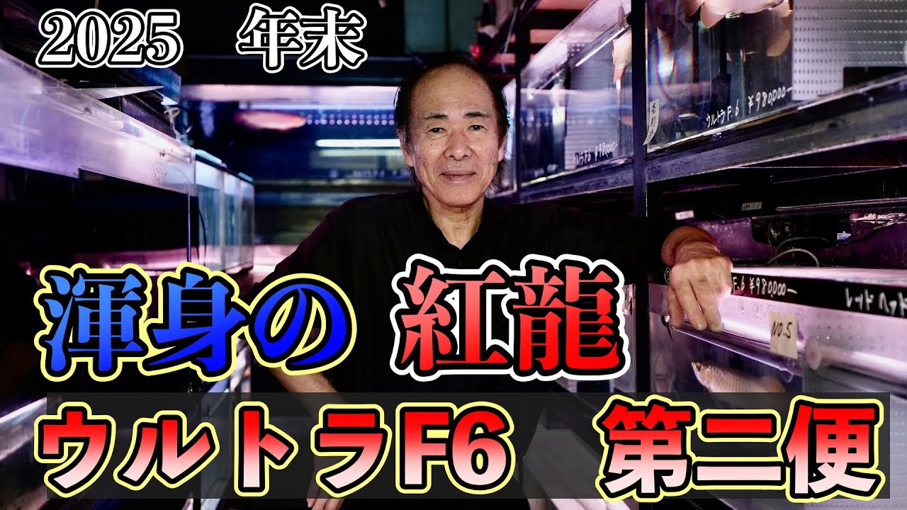 『老舗の底力』不況を超えるアジアアロワナ　ウルトラF6　二便の輸入　
