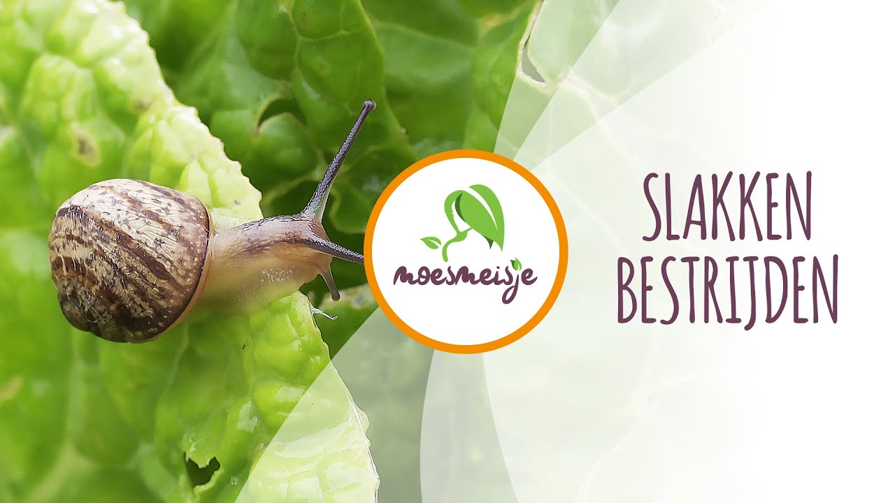 Slakken Bestrijden zonder gif | Slakken in de moestuin