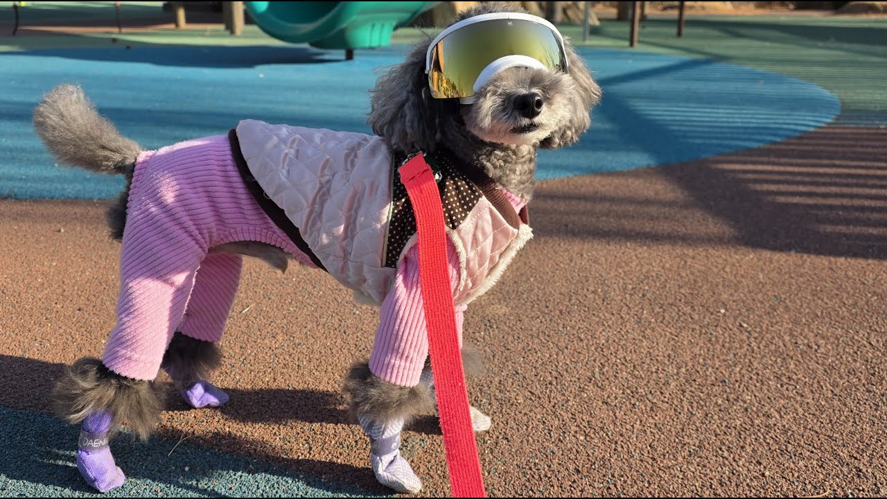 26년 1월 매일 산책 ASMR 470일차 [POV: Dog walk in Busan 🐾 | ASMR — Day 470 (Korea, Jan ’26)]