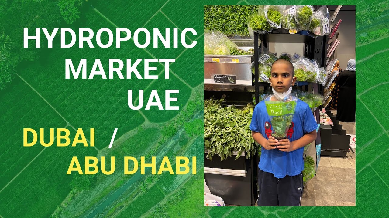 Hydroponic Market  in UAE  |  hydroponic farm benefits |  selling hydroponic vegetables