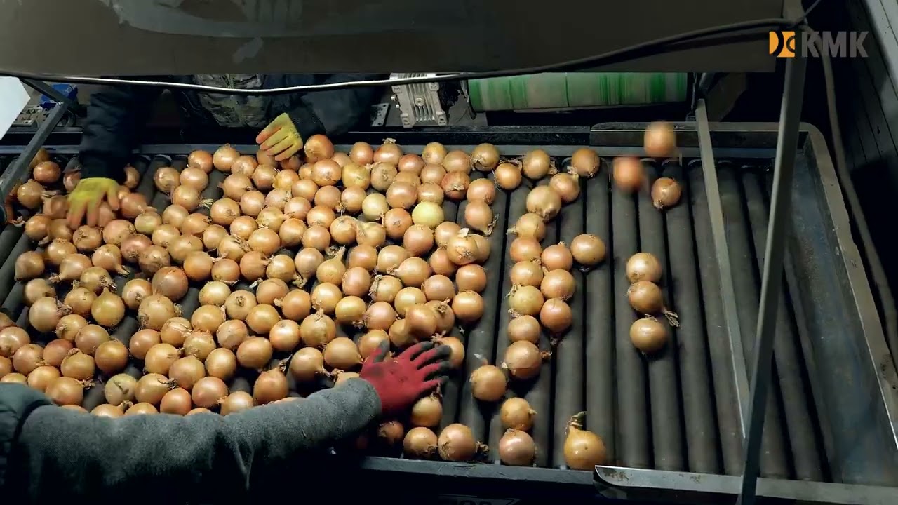 Linia technologiczna do cebuli - KMK/ Onion linie technology Poland