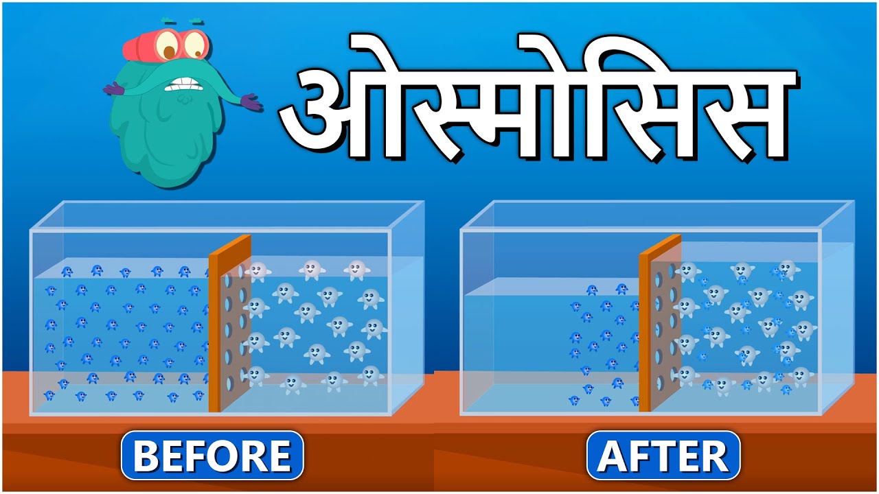 ओस्मोसिस | परासरण | What Is Osmosis In Hindi | Dr.Binocs Show | Educational Videos For Kids