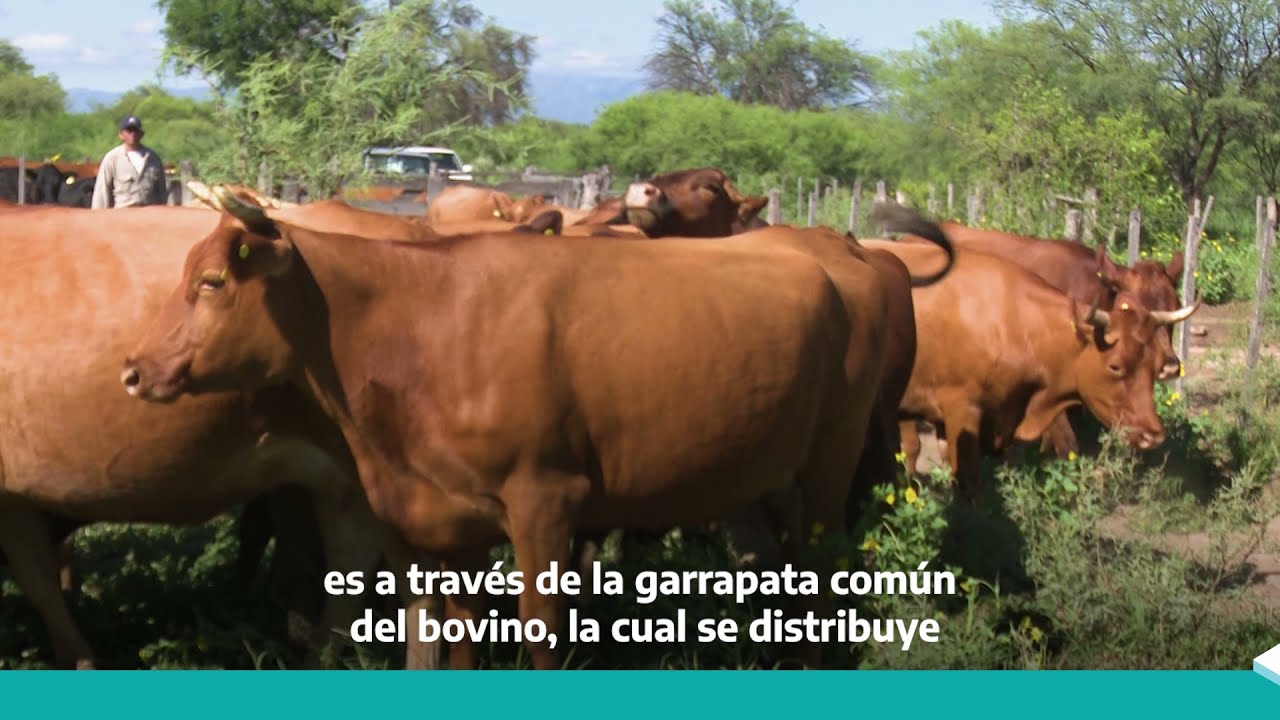 Babesiosis bovina: nueva herramienta para su diagn&oacute;stico