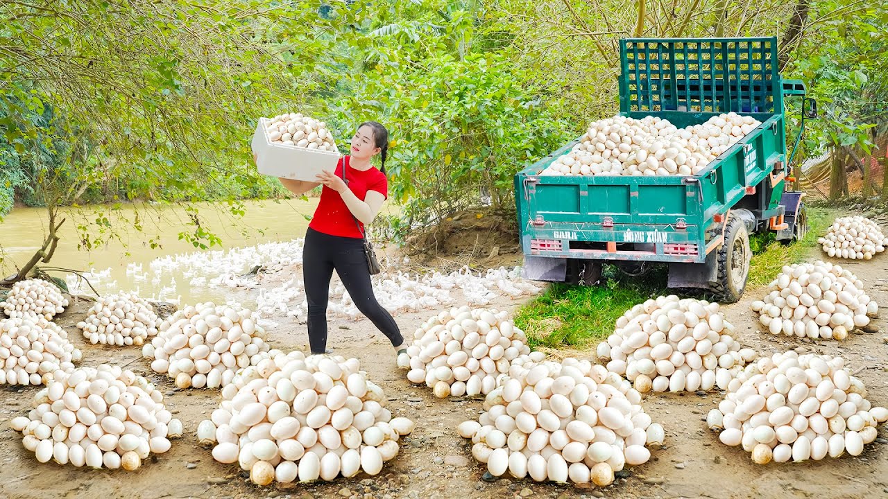 Harvesting 1000+  Ducks Eggs At Ducks Farm, Use Truck to Transport Many Duck Eggs, Go to Market Sell