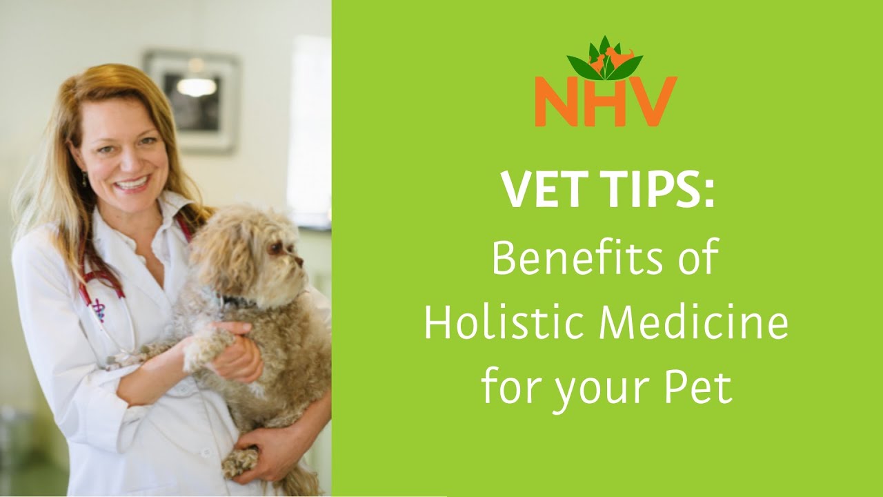 Benefits of Holistic Medicine for your Pet