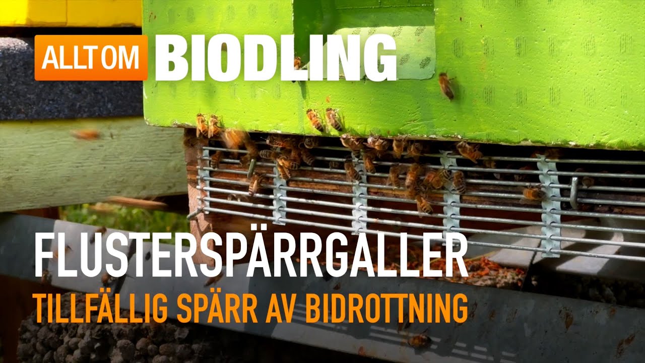 Flustersp&auml;rrgaller | Biredskap, Biodling
