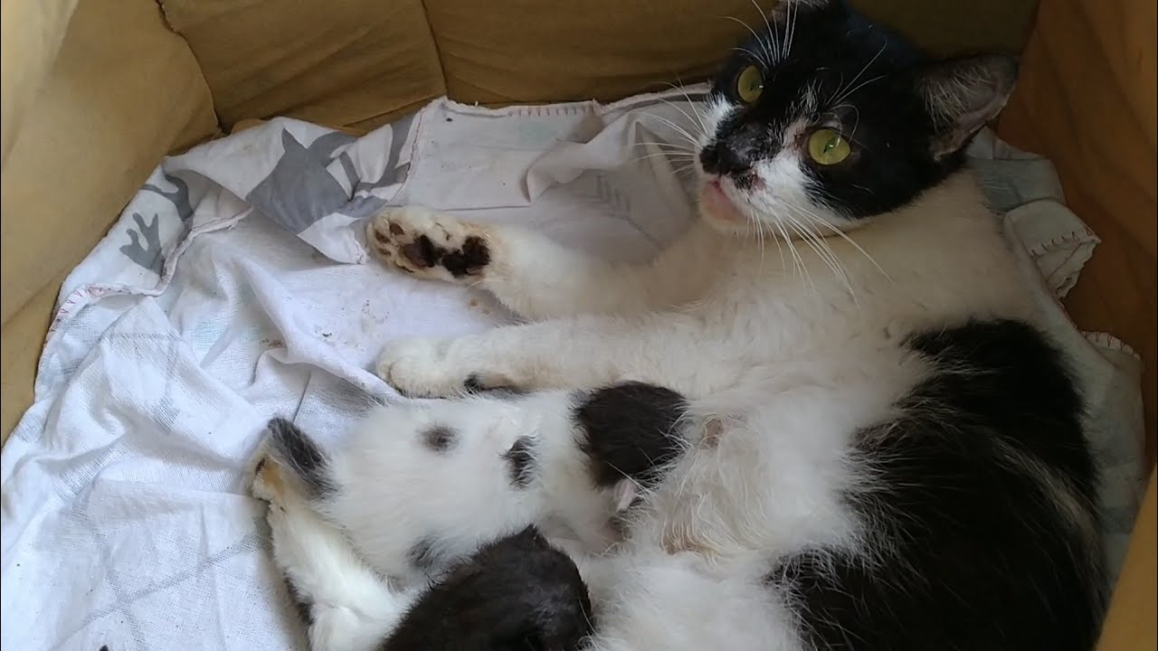 Beautiful Mother Cat Grooming Her Kittens And Feeding Milk To Her Hungry Kittens