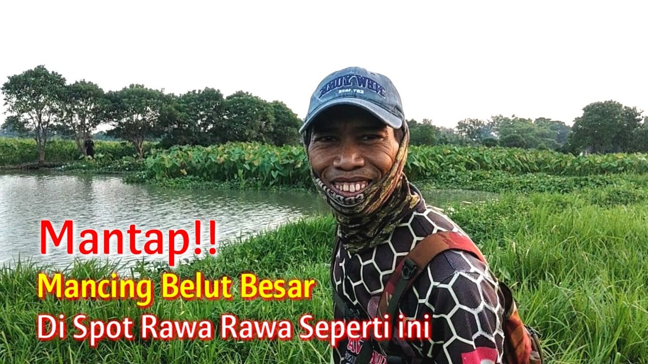 MANTAP!! SPOT MANCING BELUT SEPERTI RAWA RAWA INI TARIKAN BELUTNYA BESAR BESAR || MANCING BELUT RAWA