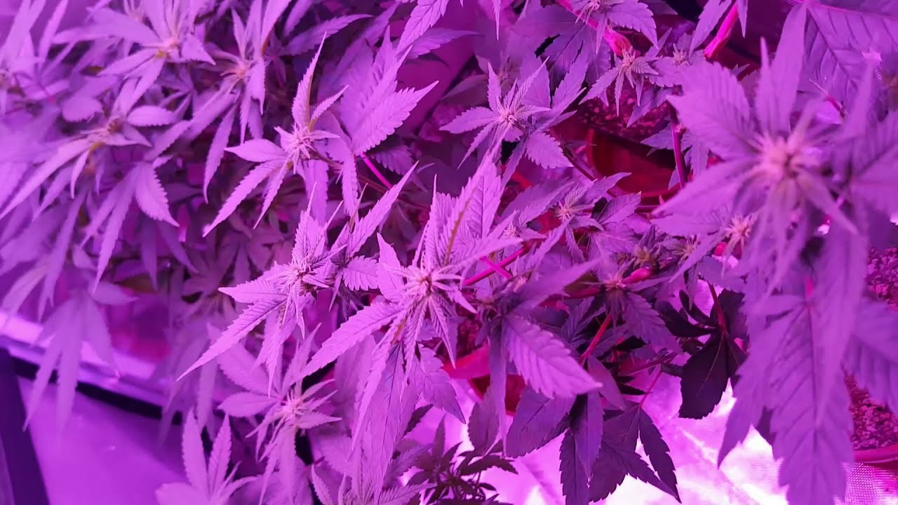 MarsHydro grow journal Eco 300w day 25 2in1 grow tent