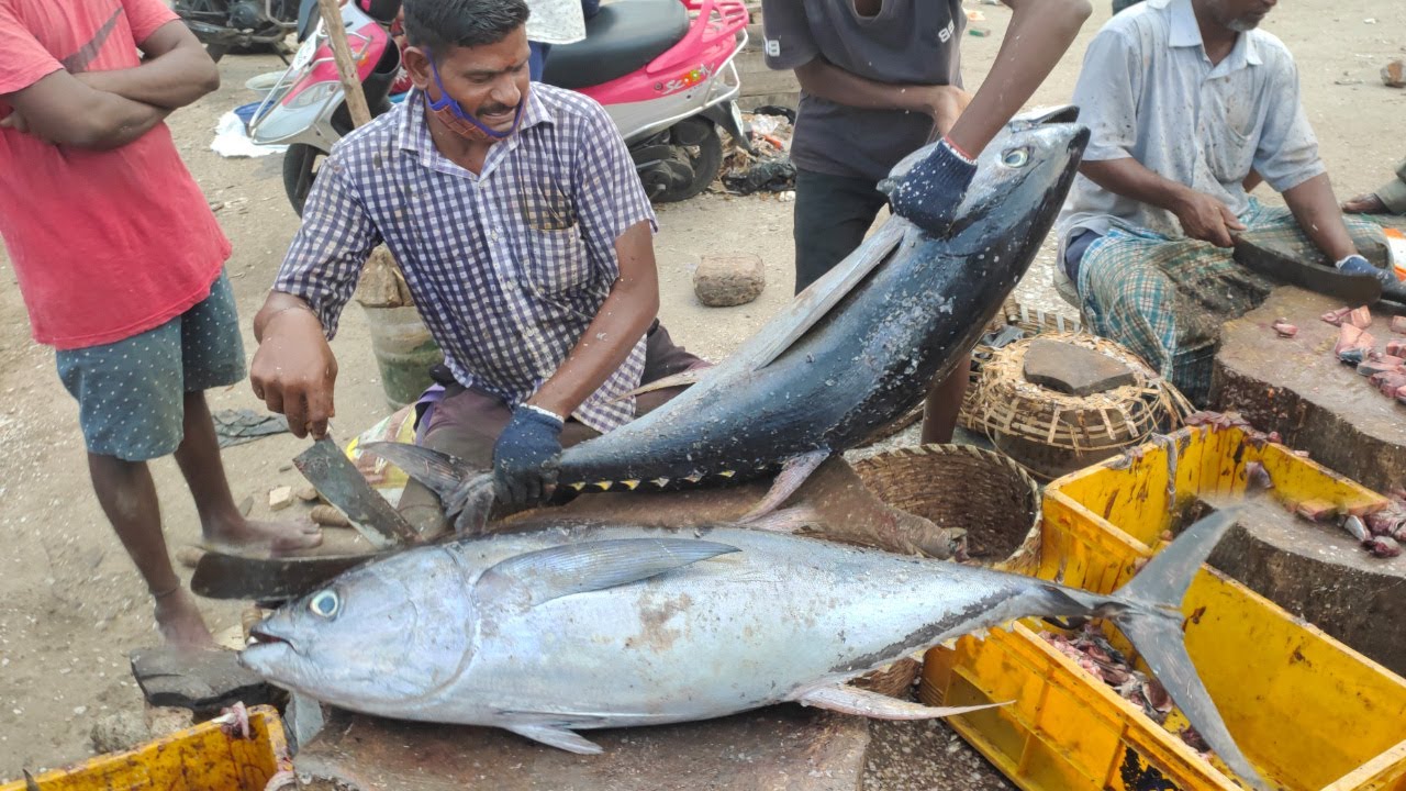 BIG TUNA FISH CUTTING SKILLS 25KG, RS4000, CC250  | FISH MARKET IN INDIA | CT360*