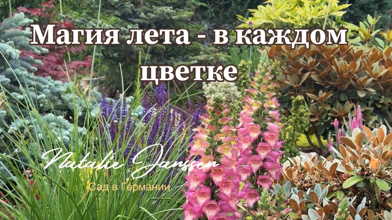 Цветочный выбор для моего сада: новинки, посадка и вдохновение 🌿 Mein Garten 🌿