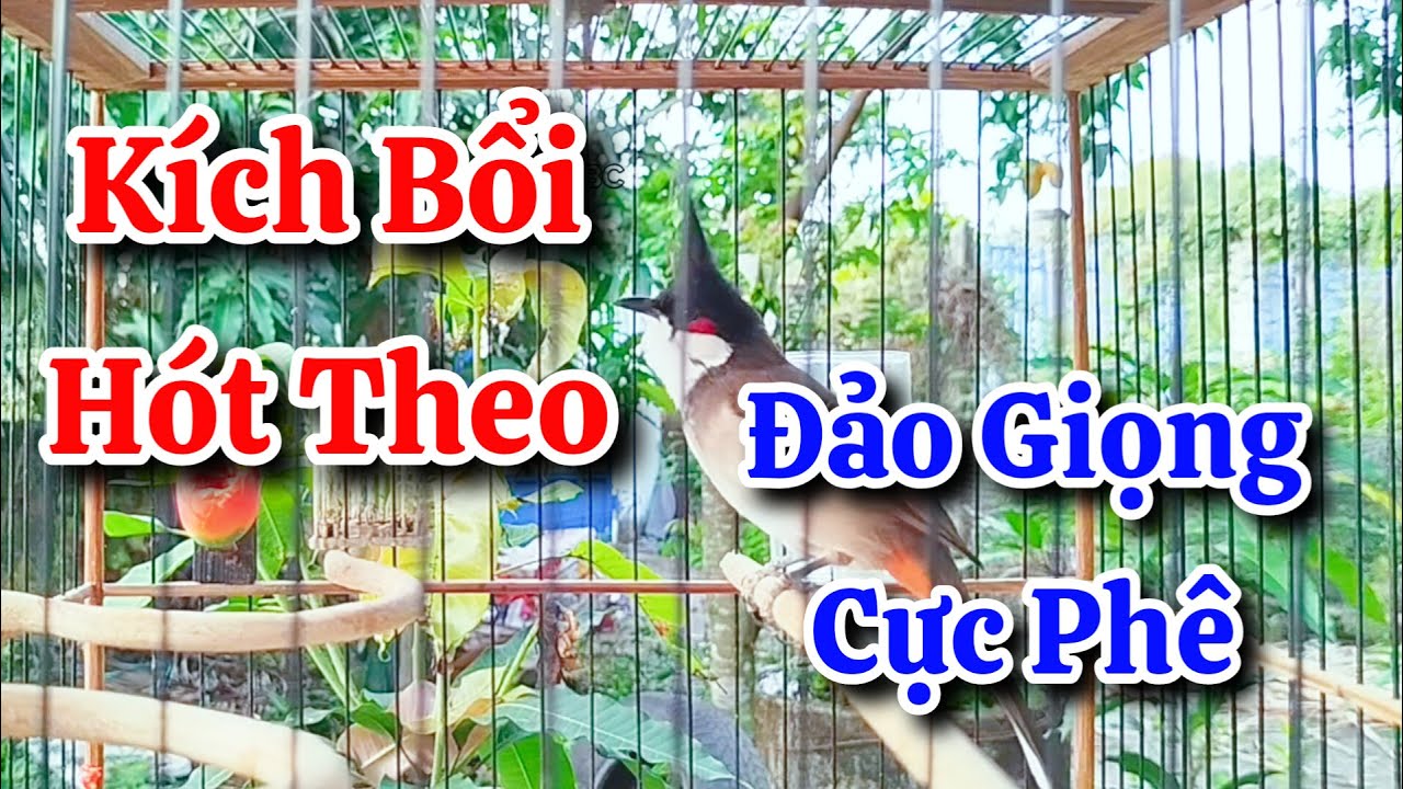 chào mào hót sáng kích bổi - luyện giọng hay ép bổi sổ bọng và căng lửa - chào mào hót đấu