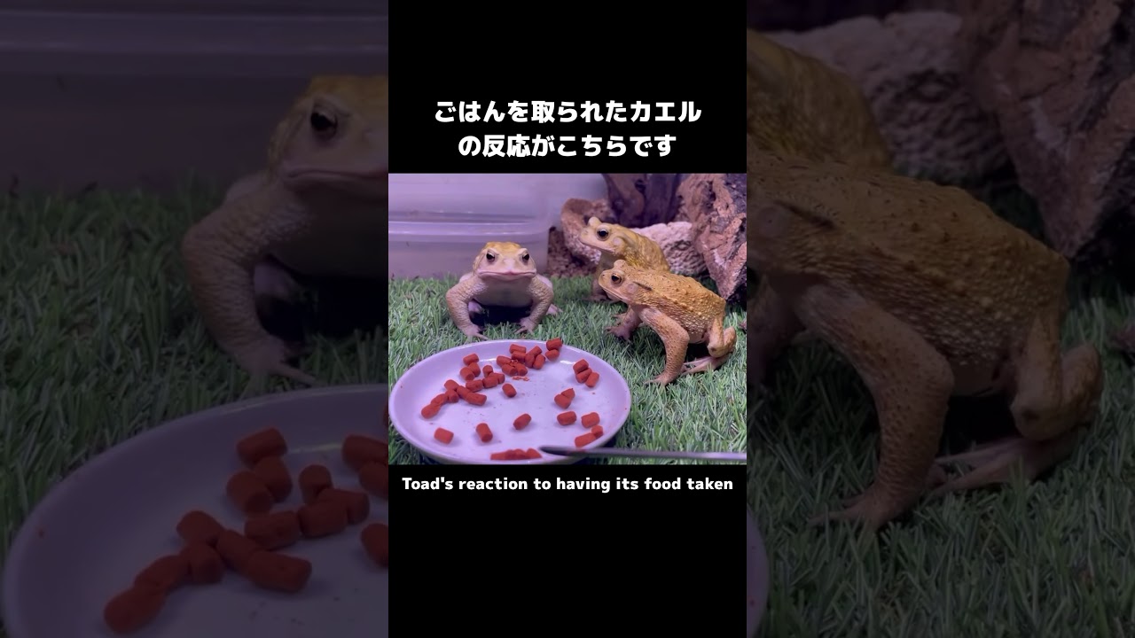 ごはんを取られたカエル達の反応 