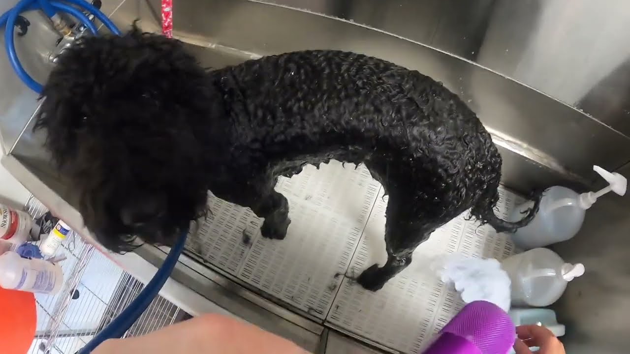 Black Doodle Groom