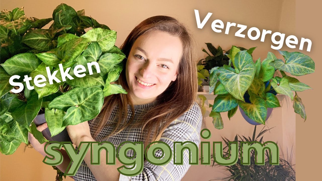 SYNGONIUM Stekken En Verzorgen | Zorgen Voor Kamerplanten