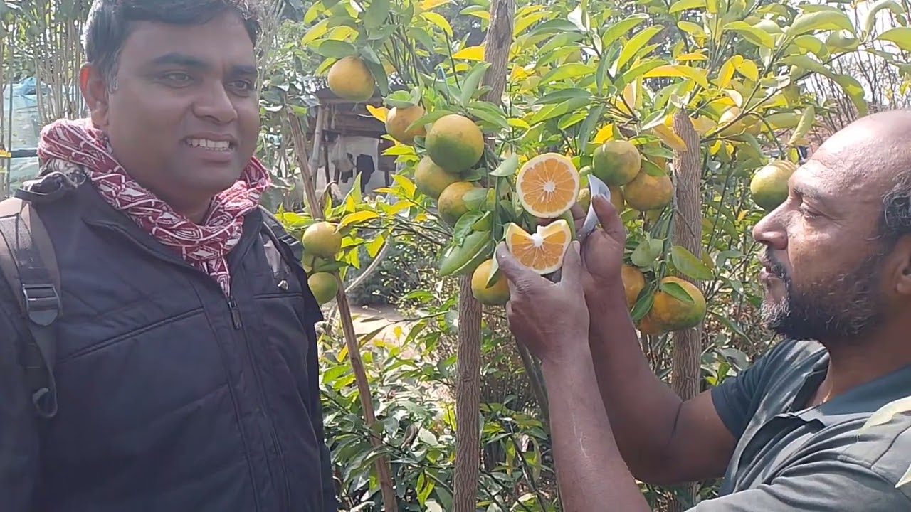 জাতের নাম: ভিয়েতনামি বাউ থ্রি  মালটা,এই জাতের মালটার বিভিন্ন সাইজের চারার জন্য নম্বর ০১৭২৯৩০৮৫৭৮