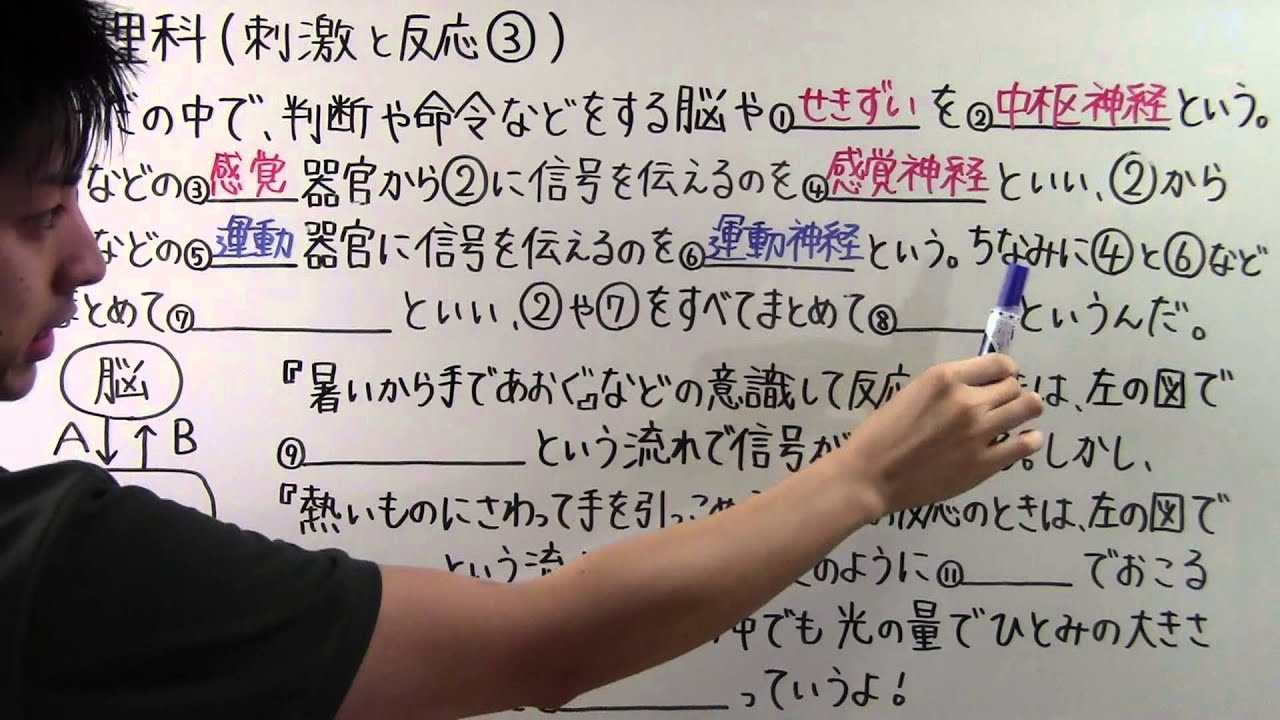【理科】中2-27 刺激と反応③