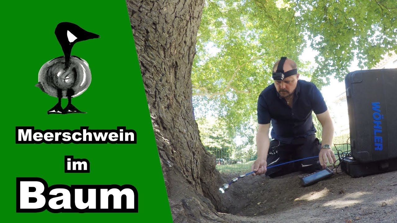 Ausgesetztes Meerschweinchen im Baum - Tiernotruf #212