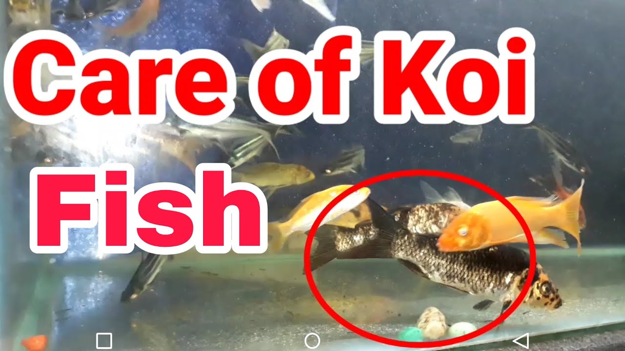 Koi fish care.
