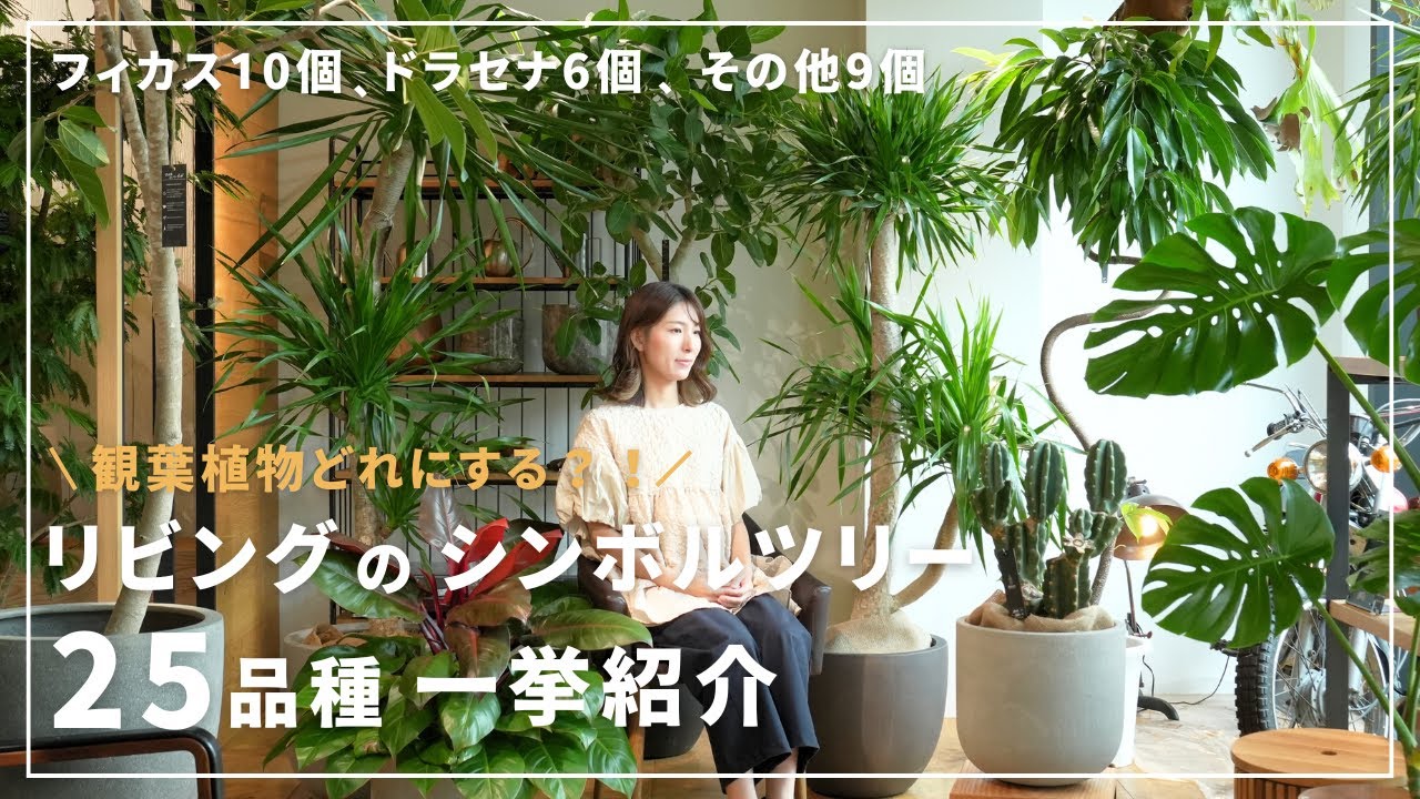 【観葉植物買う前に見て！】店内全品種！リビングのシンボルツリー紹介します！
