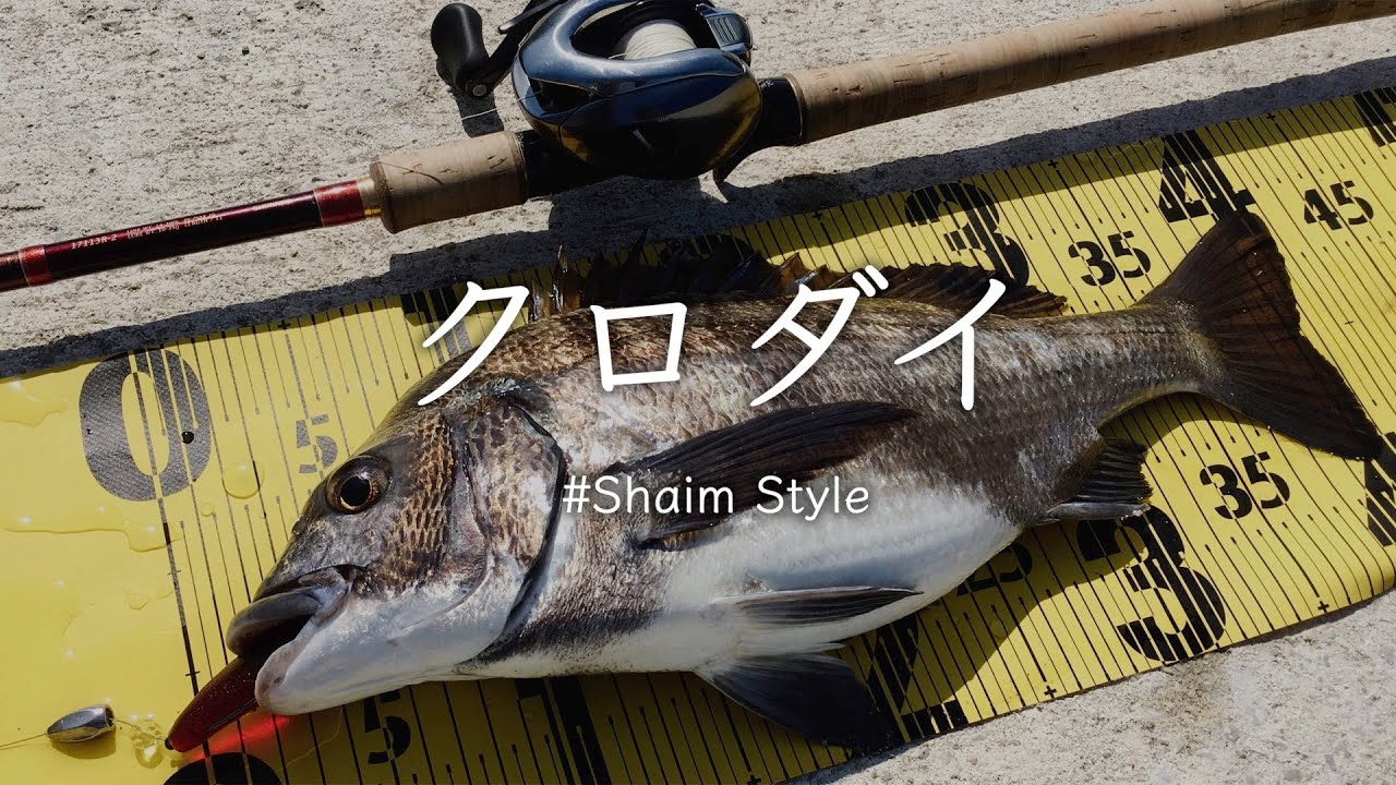 【クロダイ】ワンナップシャッドで一撃！
