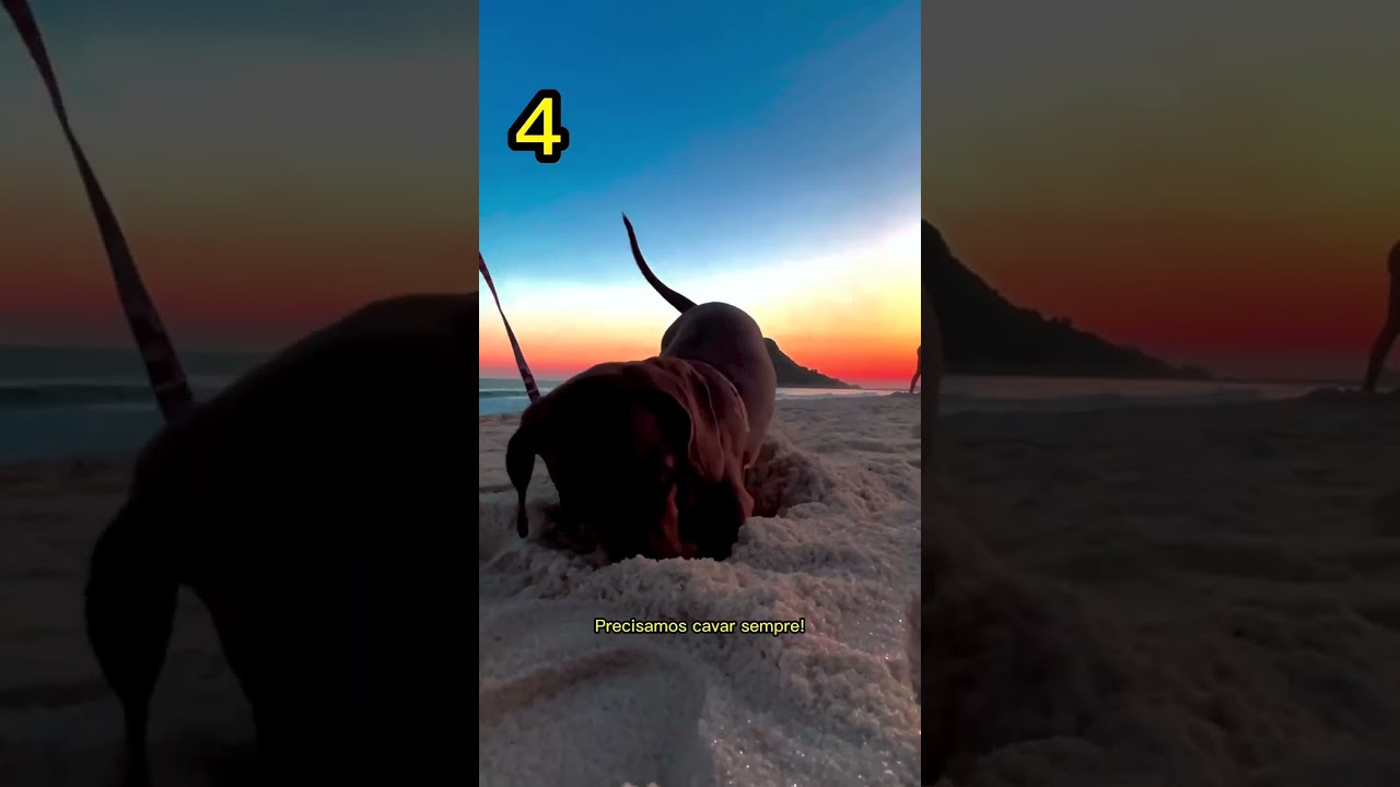 Curiosidades sobre salsichas