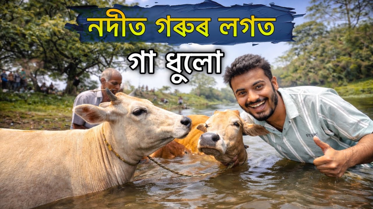 নদীৰ মাজত গৰু আৰু আমিবোৰ 🐄॥ Happy goru bihu ॥ Rongali bihu special ॥ Assamese vlog ॥ Zubeen vlogs
