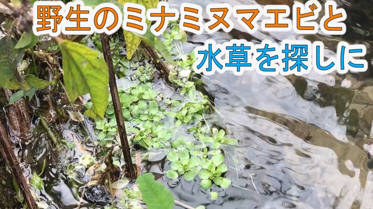 【アクアリウム】野生のミナミヌマエビと水草を探しに！