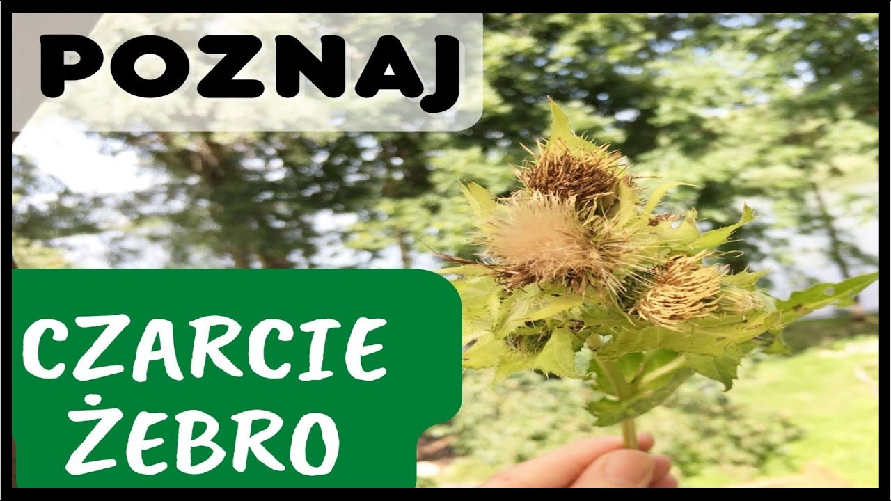 CZARCIE ŻEBRO - oczyszcza, odtruwa, wzmacnia, na alergię, wątrobę, prostatę, RZS