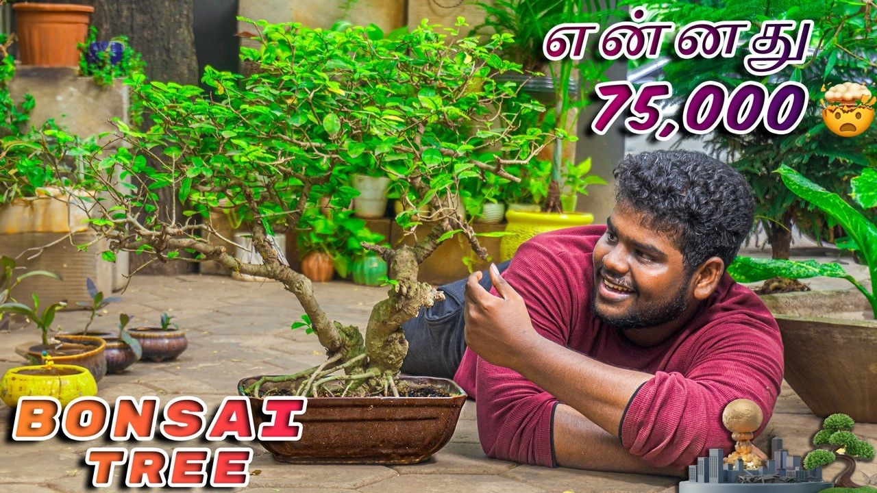 🌳 Unbelievable! A 1,000-Year-Old Bonsai Worth $1.3 Million? 🤯 | Facts About Bonsai Trees #OutOfFocus
